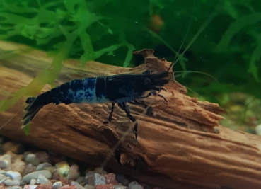 Preview: Carbon Rili